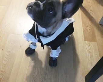Dog costume, Dog Alexander Hamilton costume, Dog halloween costume, Alexander Hamilton costume,