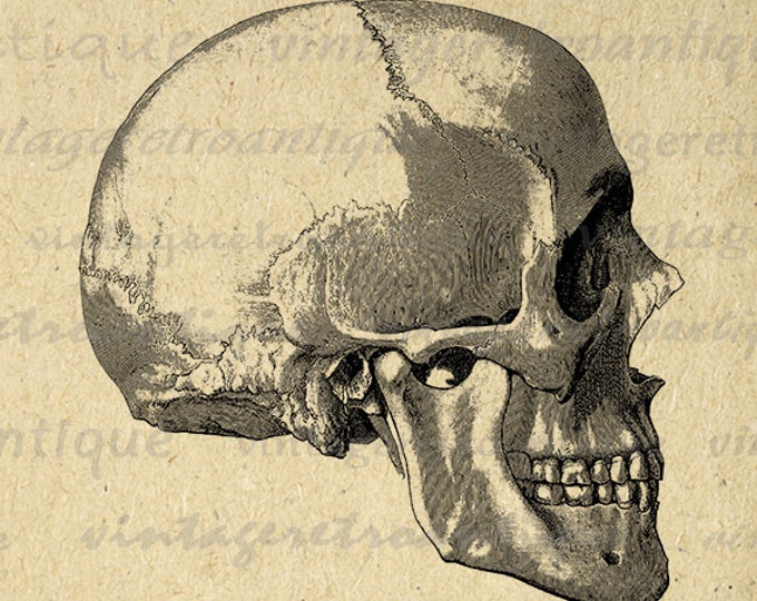 Skull Side View Printable Digital Download Graphic Image Artwork Jpg Png Eps HQ 300dpi No.2251