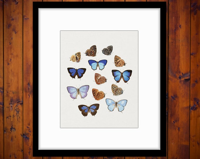 Printable Graphic Butterflies Collage Sheet Digital Butterfly Image Download Vintage Clip Art HQ 300dpi No.811