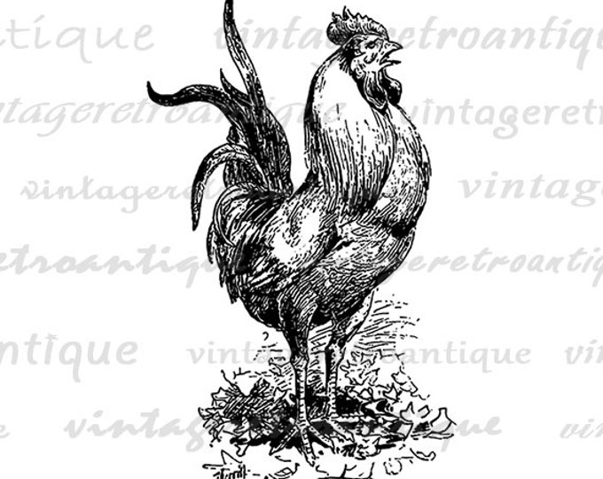 Printable Image Rooster Download Chicken Bird Graphic Illustration Digital Vintage Clip Art for Transfers etc HQ 300dpi No.3487