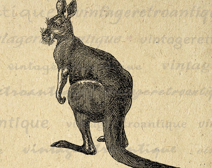 Kangaroo Digital Image Graphic Download Kangaroo Illustration Printable Vintage Clip Art Jpg Png Eps HQ 300dpi No.2644