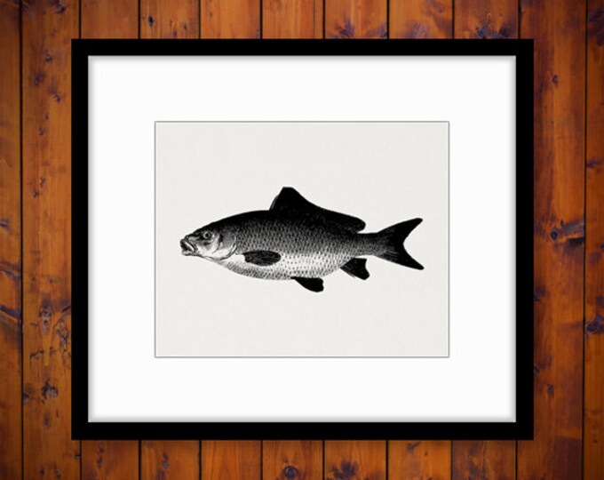 Carp Fish Graphic Digital Image Fish Download Fishing Printable Illustration Jpg Png Eps HQ 300dpi No.4302