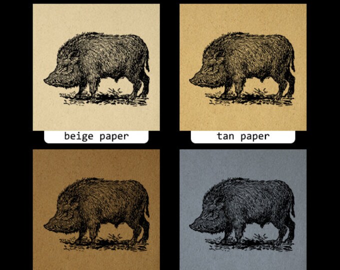 Printable Wild Boar Digital Image Antique Illustration Graphic Download Vintage Clip Art Jpg Png Eps HQ 300dpi No.3242