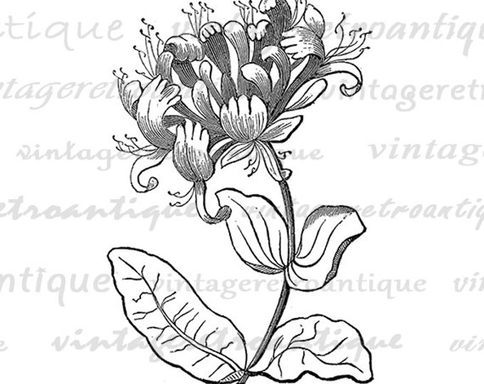 Printable Digital Elegant Flower Graphic Antique Image Download Vintage Clip Art Jpg Png Eps HQ 300dpi No.693