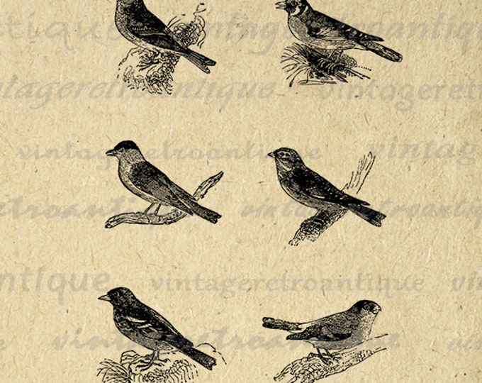 Printable Graphic Set of Six Birds Digital Download Image Artwork Vintage Clip Art Jpg Png Eps HQ 300dpi No.2722