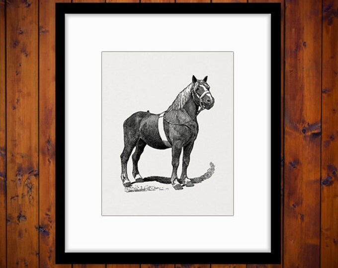 Antique Horse Image Graphic Download Pony Mare Digital Printable Vintage Clip Art Jpg Png Eps HQ 300dpi No.3476