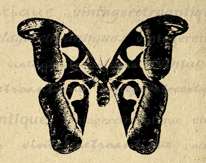 Moth Digital Image Graphic Butterfly Download Illustration Printable Antique Clip Art Jpg Png Eps HQ 300dpi No.3505