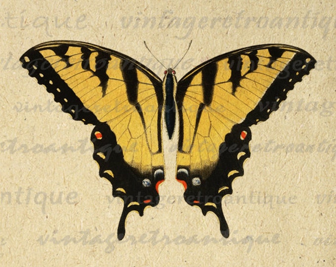 Printable Graphic Yellow Butterfly Image Download Digital Illustration Vintage Clip Art HQ 300dpi No.3883