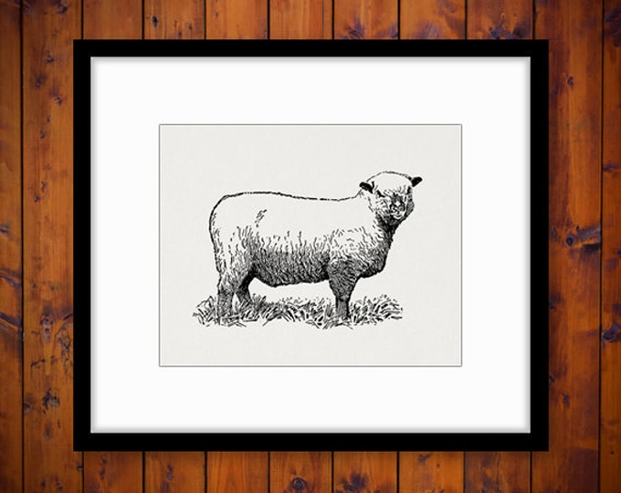 Printable Image Sheep Download Illustration Digital Farm Animal Graphic Antique Clip Art Jpg Png Eps HQ 300dpi No.3156