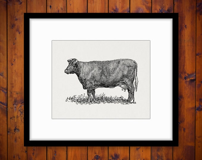 Shorthorn Cow Digital Graphic Printable Download Illustration Image Vintage Clip Art Jpg Png Eps HQ 300dpi No.3556