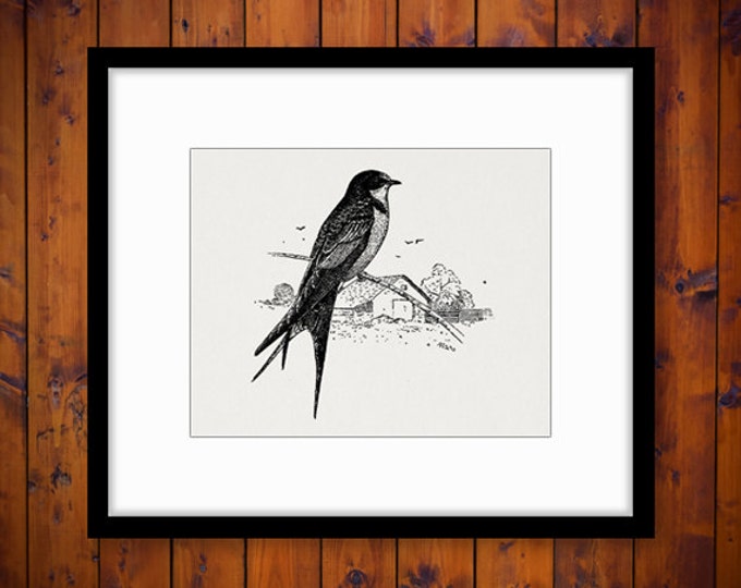 Swallow Bird Digital Printable Graphic Antique Illustration Download Image Jpg Png Eps HQ 300dpi No.1027