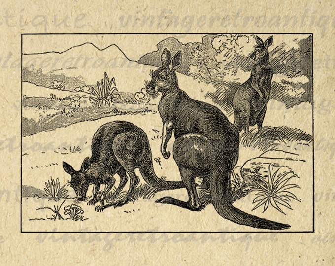 Kangaroo Digital Graphic Printable Australia Download Illustrated Image Vintage Clip Art Jpg Png Eps HQ 300dpi No.2588