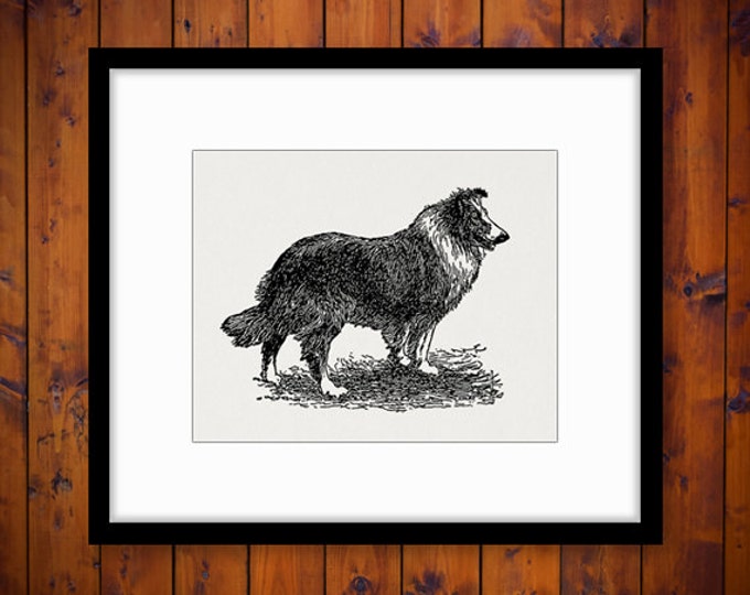 Printable Image Scottish Collie Dog Digital Download Graphic Vintage Clip Art Jpg Png Eps HQ 300dpi No.3083