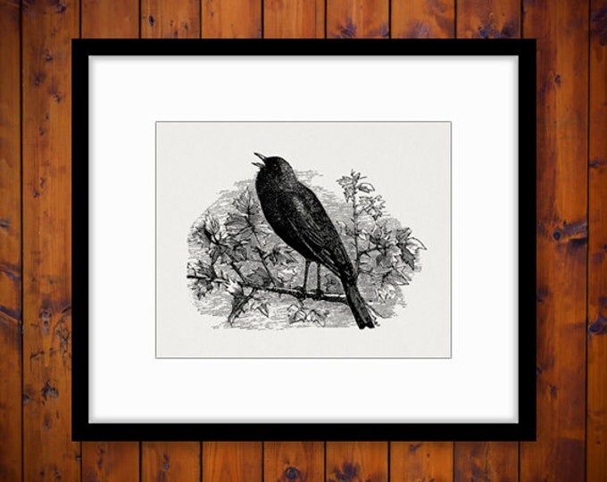 Printable Image Little Bird Graphic Digital Download Artwork Vintage Clip Art Jpg Png Eps HQ 300dpi No.2299