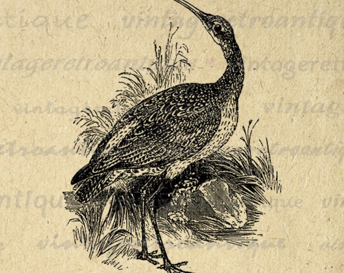 Printable Image Curlew Bird Download Graphic Illustrated Digital Antique Clip Art Jpg Png Eps HQ 300dpi No.3679