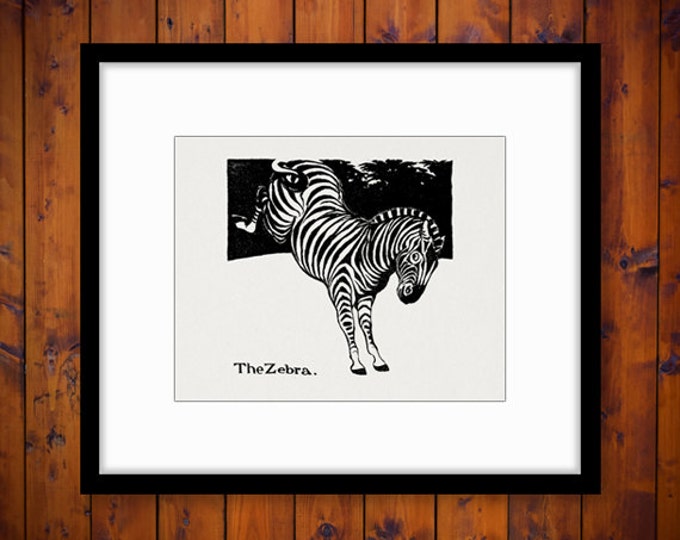 Zebra Illustration Printable Digital Image Graphic Download Artwork Vintage Clip Art Jpg Png Eps HQ 300dpi No.1962