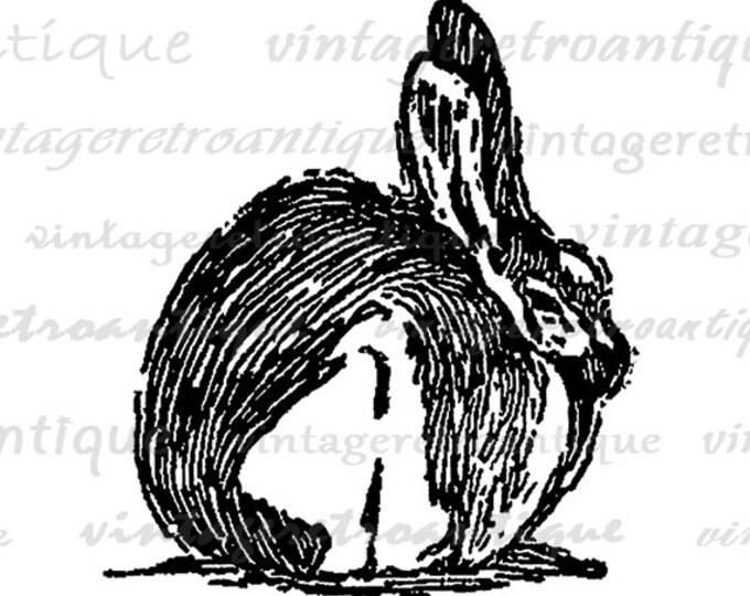 Rabbit Printable Graphic Download Bunny Easter Image Digital HQ 300dpi No.550