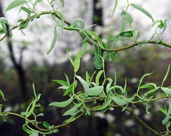 Corkscrew Willow 1 gallon starter-well rooted