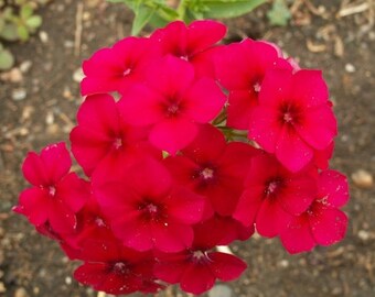 PBPHD)~RED PHLOX Drummondii~Seeds!!!!~~~Luscious Shorties!