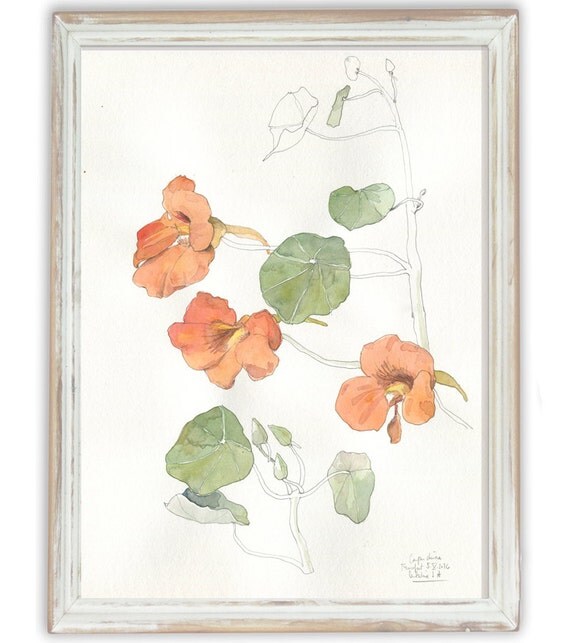 SET 3 PRINTS floral wall art Nasturtium watercolor drawing