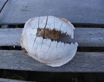 Cruelty Free - Turtle Shell Bone Bones - Taxidermy Religious Educational Magic Spell Art Crafts Native American Wicca Pagan