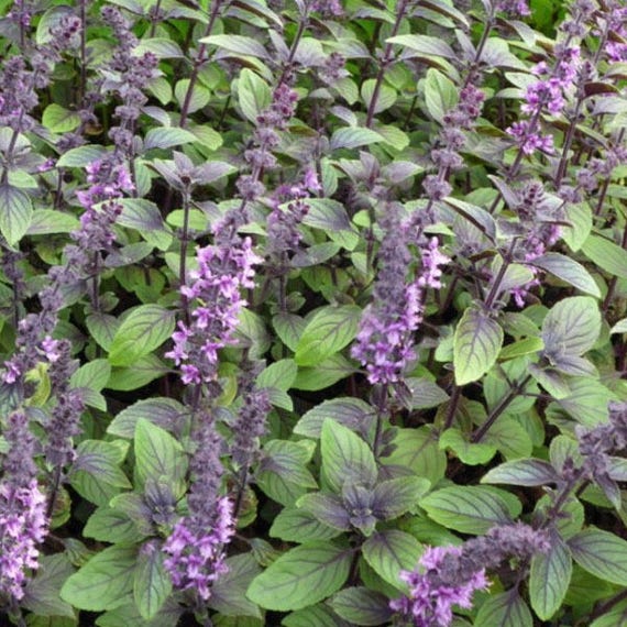 African Blue Basil Ocimum Edible Herb Excellent Nectar