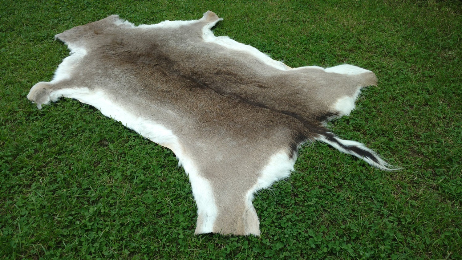 Real Fallow deer hide pelt rug skin 100 natural