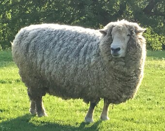 Romney Sheep White Wool Fleece - 8.4 lbs - Natural Raw Fleece - White and Creamy - A True "Farm to Fiber" Product