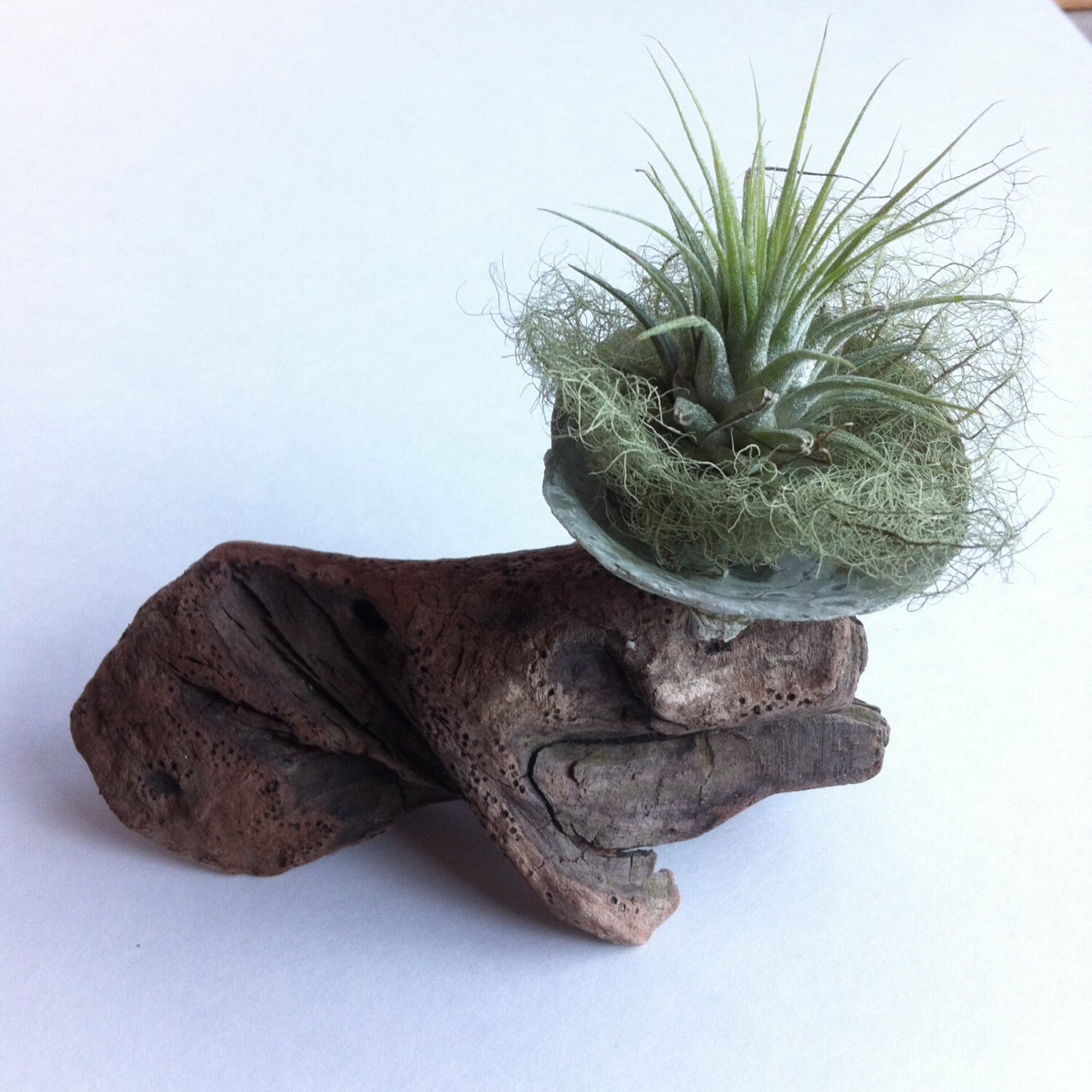 Driftwood & Seashell Air Plant Display WabiSabi Decor Beach