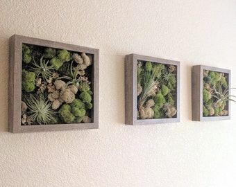 Air Plant Vertical Wall Garden with Air Plants (Tillandsia), Reindeer Moss and Lichen - Set of Three