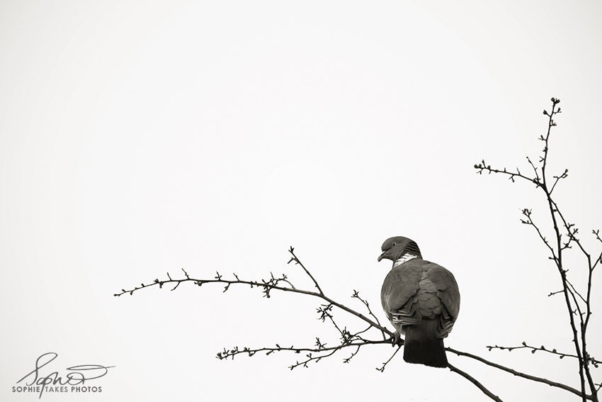 Bird print black and white nature photography minimalist