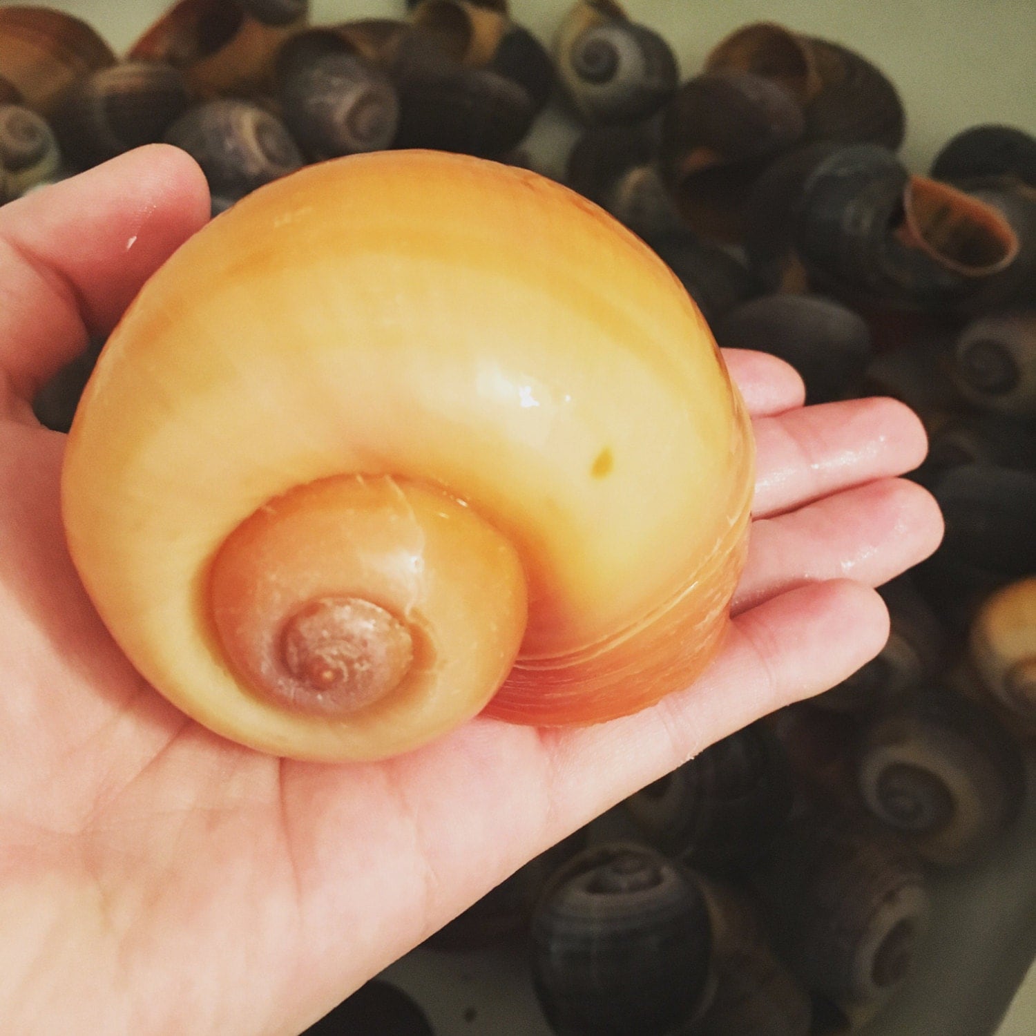 Large apple snail shells