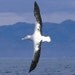 Glass Albatross