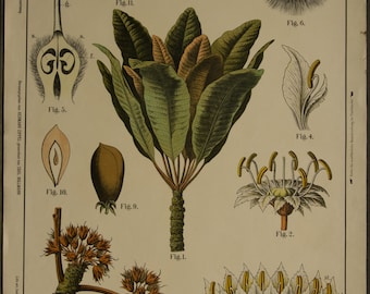 Vintage Botanical Chart Sheaboom Bassia Parkii Lithograph School Chart