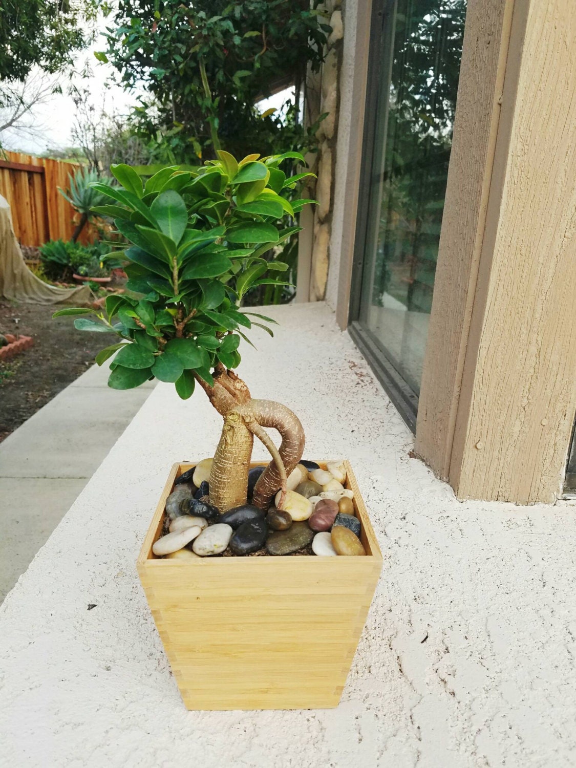 Ficus Microcarpa Ginseng bonsai tree with wooden box indoor