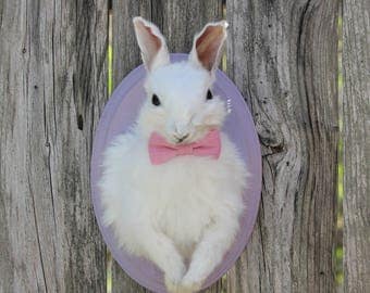 Lovely White Rabbit Taxidermy Mount with Bow Tie