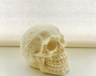 Skull / skull home decor /Small human skull replica / skull replica / skulls / small skull / skulls