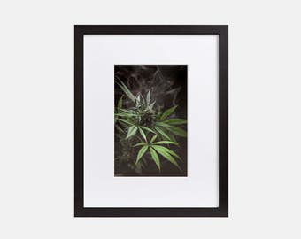 Weed Photography, Cannabis Art, Weed Art, Marijuana Photograph, 420 Weed Art, Marijuana Poster, Cannabis Photography, Marijuana Poster