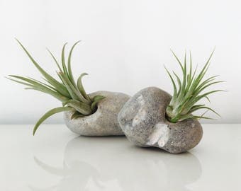Air plant - tillandsia - terrarium - Pebble