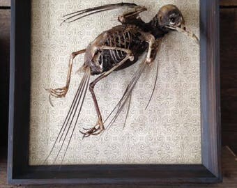 Mummified birds-Mummified decorations