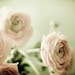 Pastel flower photography ranunculus flowers mint green pale pink wall art nursery decor 'Sweet Nothings'