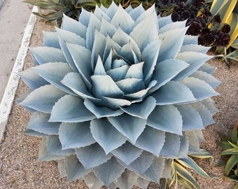 Agave ovatifolia 'Vanzie'. Rare species (Whale's Tongue Agave).