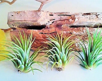 3 LARGE Air plants - Wholesale plants - Tillandsia - diy projects - terrariums - crafts - supplies - Wedding favors - Moss