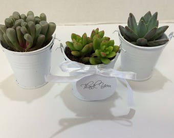 Succulent Plants - 80 Assorted Succulent Plants in 2 inch pots, with Miniature White Pails, Ribbons and Thank You Tags. Custom for kgrey29.