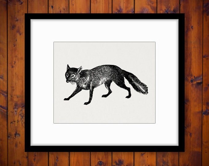 Antique Fox Digital Graphic Printable Image Animal Download Artwork Vintage Clip Art Jpg Png Eps HQ 300dpi No.4069