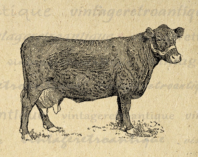 Digital Farm Cow Printable Graphic Illustration Image Download Vintage Clip Art Jpg Png Eps HQ 300dpi No.3174