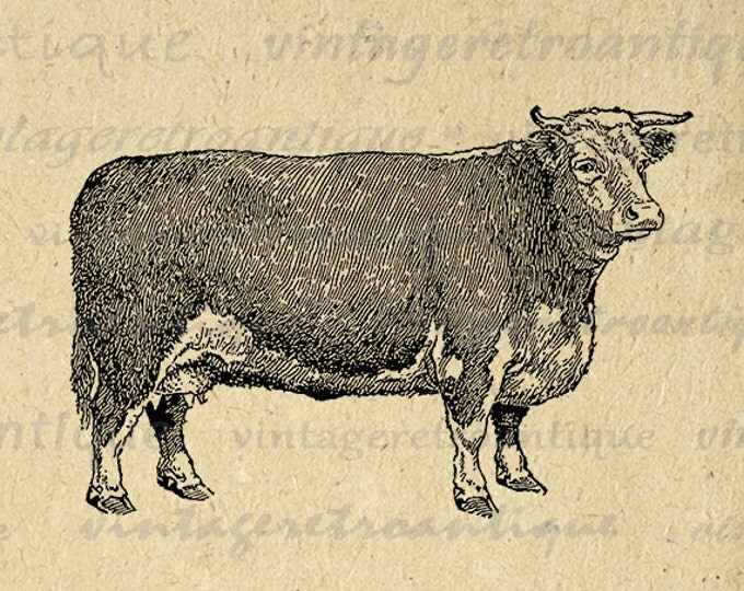 Printable Digital Hereford Cow Graphic Farm Animal Illustration Download Image Vintage Clip Art Jpg Png Eps HQ 300dpi No.3502