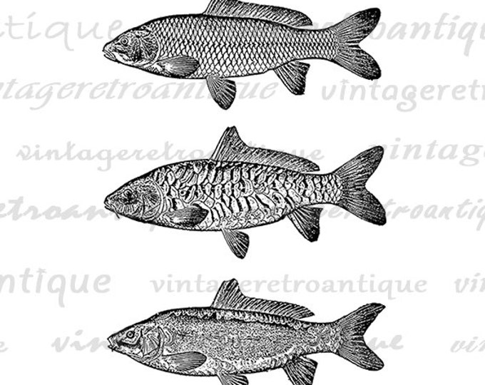 Three Carp Fish Image Digital Download Collage Sheet Graphic Illustration Printable Artwork Vintage Clip Art Jpg Png HQ 300dpi No.3059