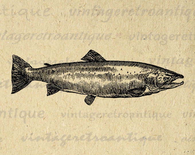 Digital Salmon Fish Printable Image Graphic Download Artwork Antique Clip Art Jpg Png Eps HQ 300dpi No.4056