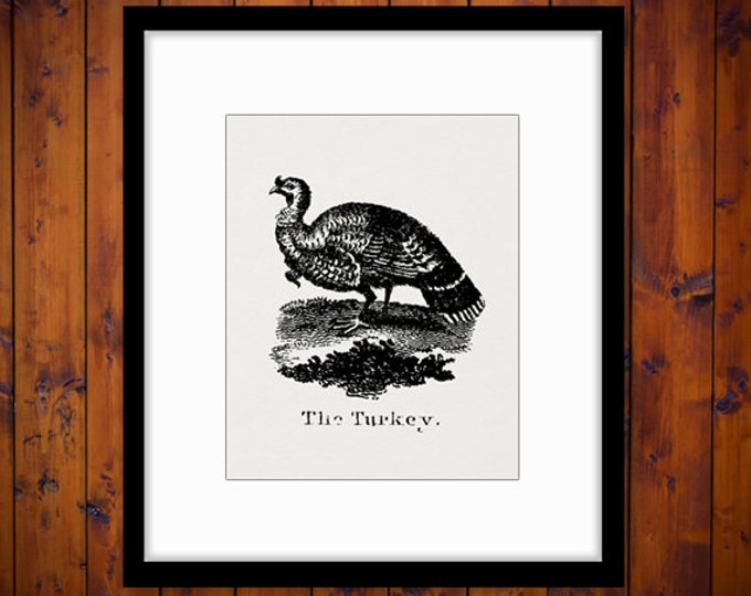 Printable Antique Turkey Illustration Graphic Digital Thanksgiving Download Image Vintage Clip Art Jpg Png Eps HQ 300dpi No.939